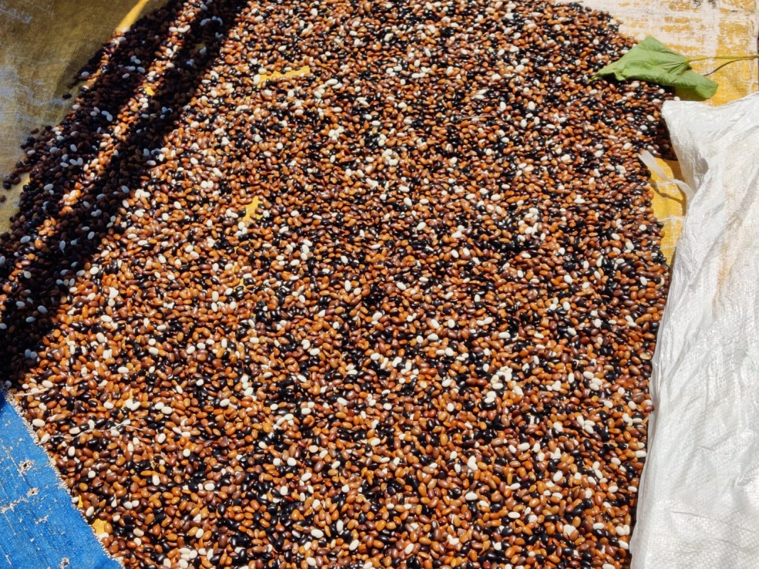 Beans from Nepal