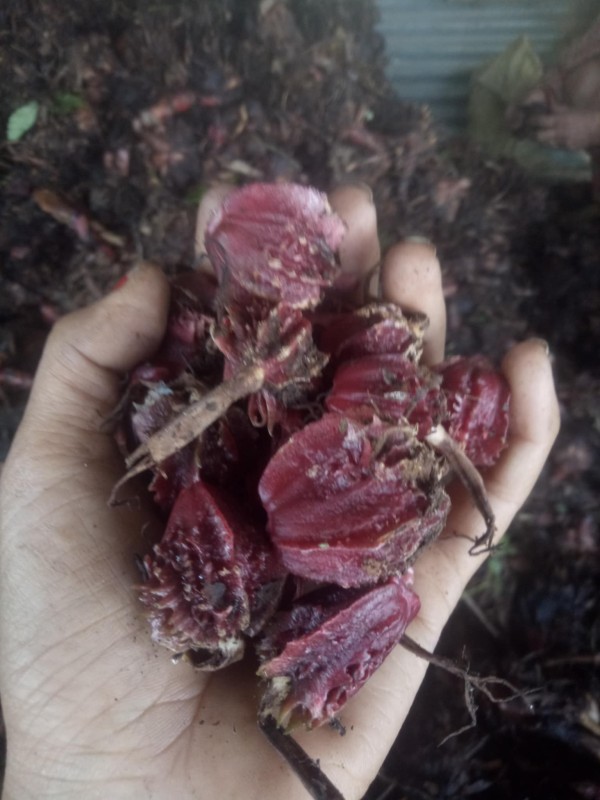 Nepali cardamom from Nepal