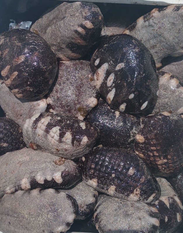 Sea Cucumber from Oman
