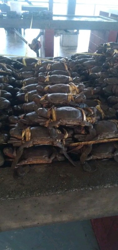 Mud Crab from Papua New Guinea