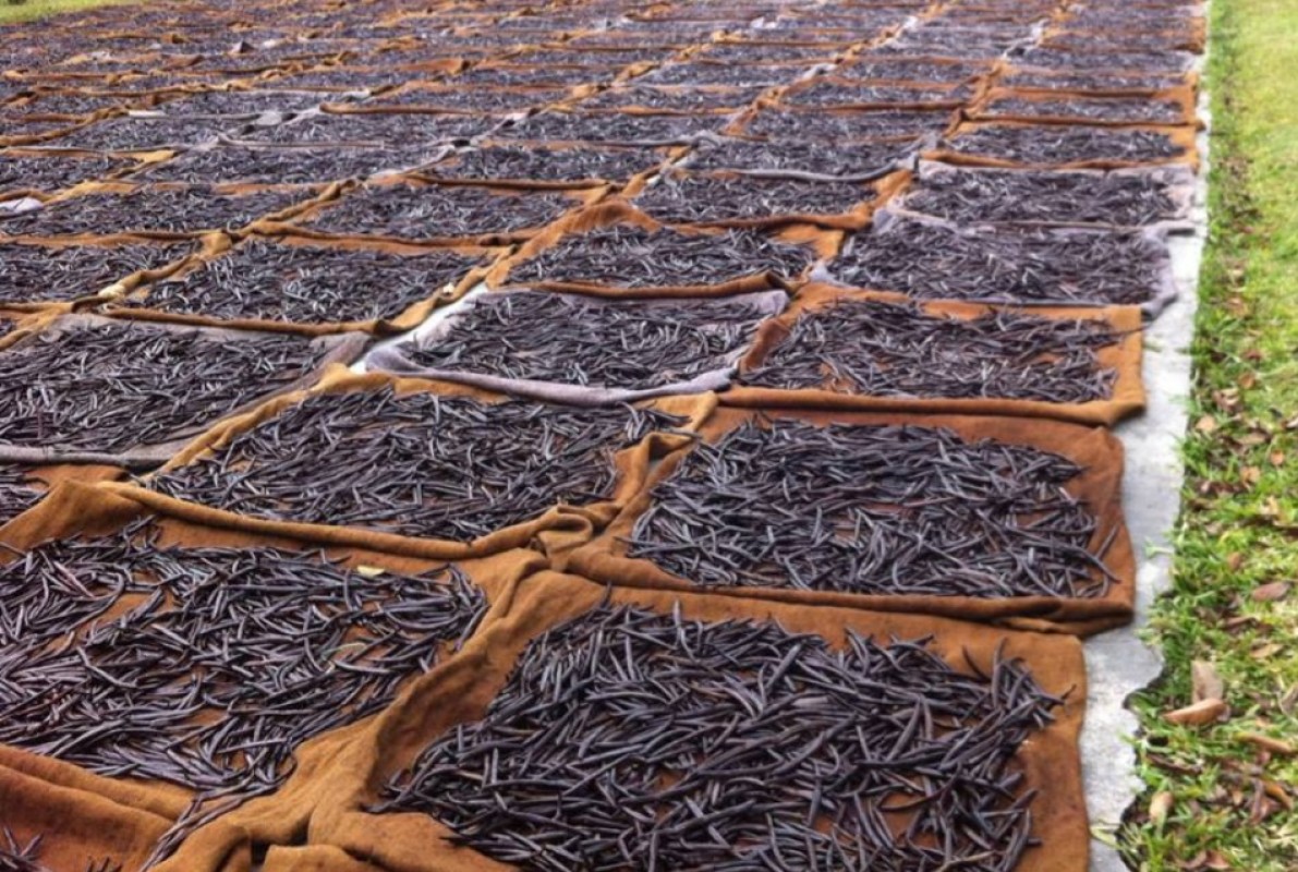 Vanilla from Papua New Guinea