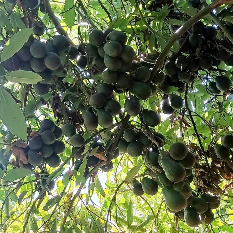 Avocado from Papua New Guinea