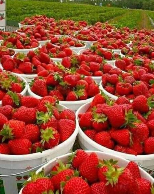 100% Organic Strawberries from Papua New Guinea