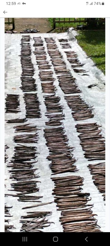 Vanilla from Papua New Guinea