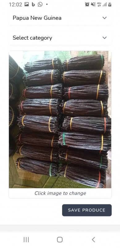 Laski wanilii from Papua-Nowa Gwinea
