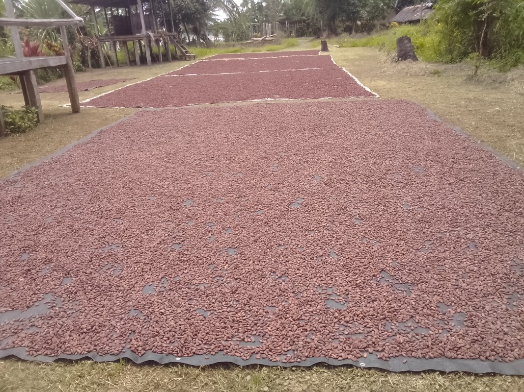 Cocoa Dry Beans from Papua New Guinea
