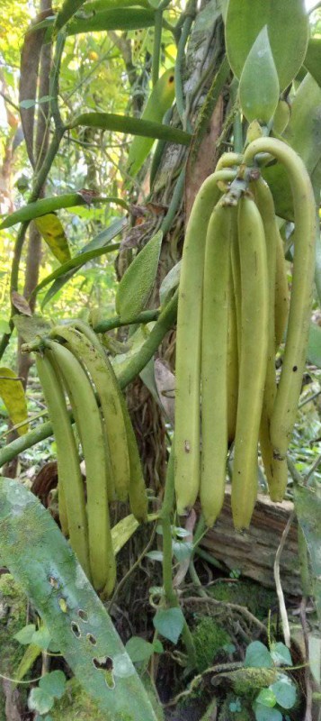 Ekologiczne Laski Wanilii from Papua-Nowa Gwinea