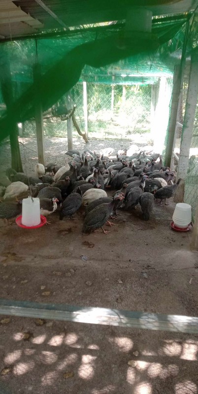guinea fowl from Philippines