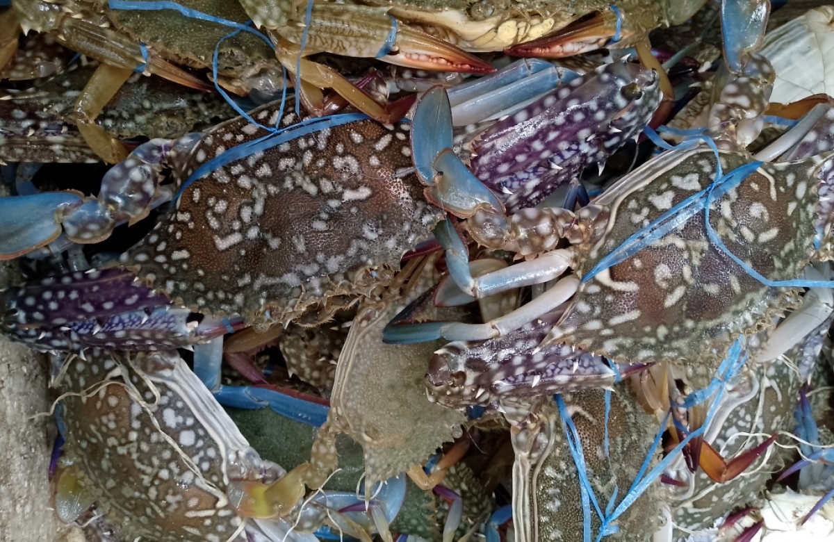 Blue Swimming Crabs from Philippines