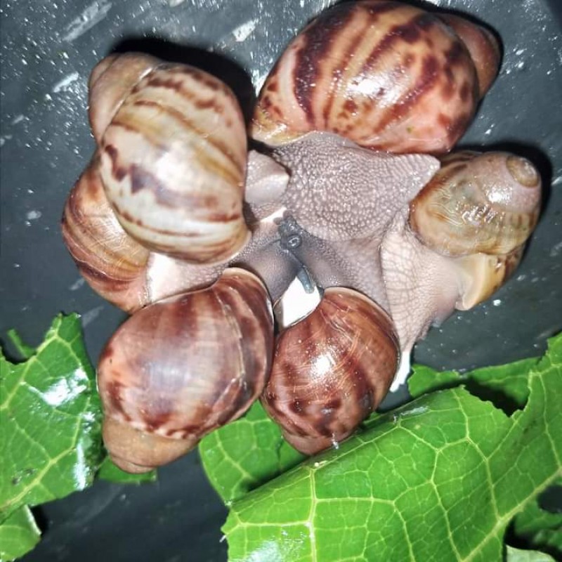 Live Fresh Snail from Philippines