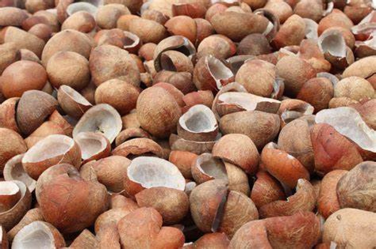 Copra (dried mature coconut) from Philippines