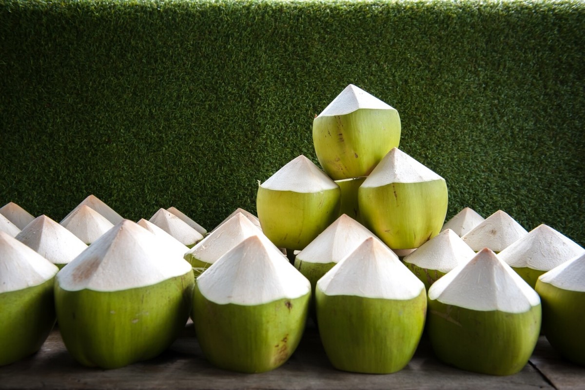Young Fresh Coconut from Philippines