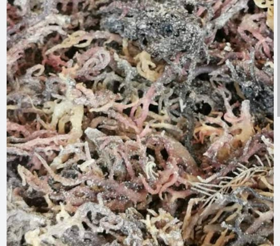 Dried Euchema Cottonii from Philippines