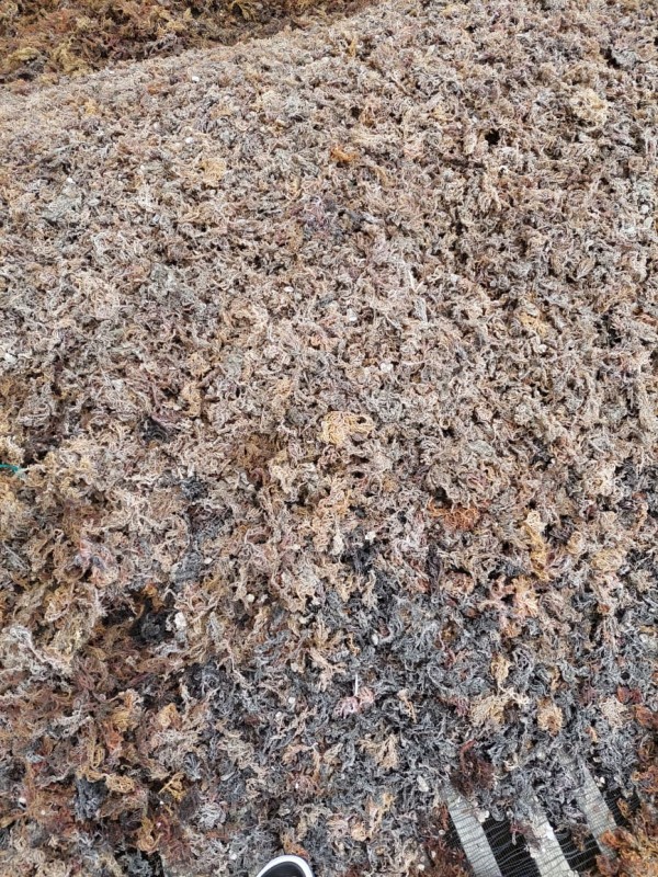 High quality Dried Seaweeds from Philippines