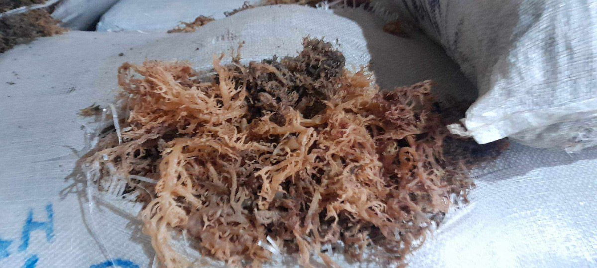 Seaweed from Philippines