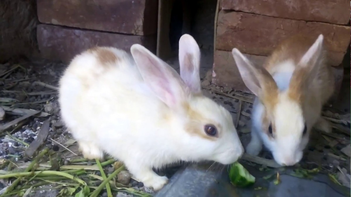 Rabbits from Pakistan