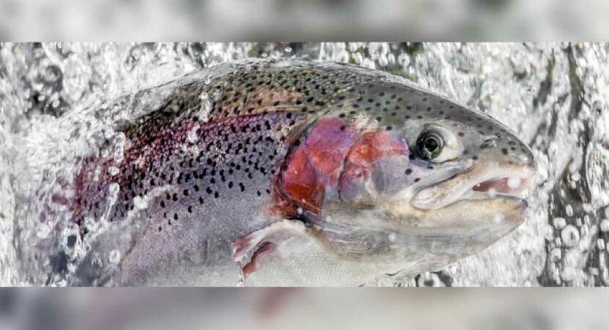 Rainbow Trout Fish from Pakistan