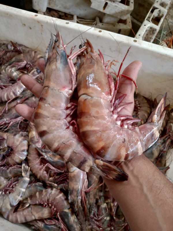 Shrimp from Pakistan