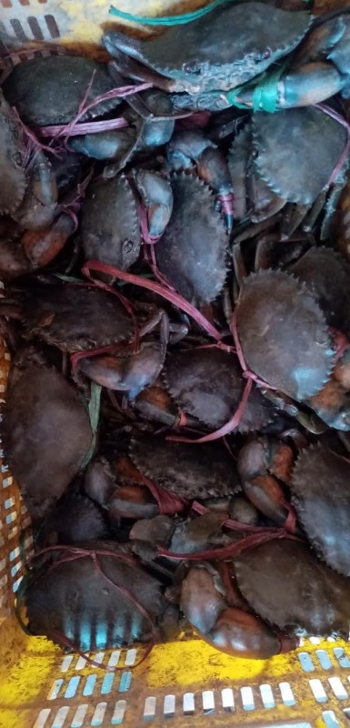 Mud Crabs (Live & Fresh) from Pakistan