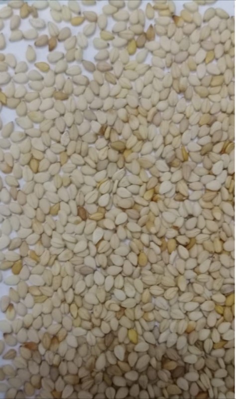 Sesame seed from Pakistan