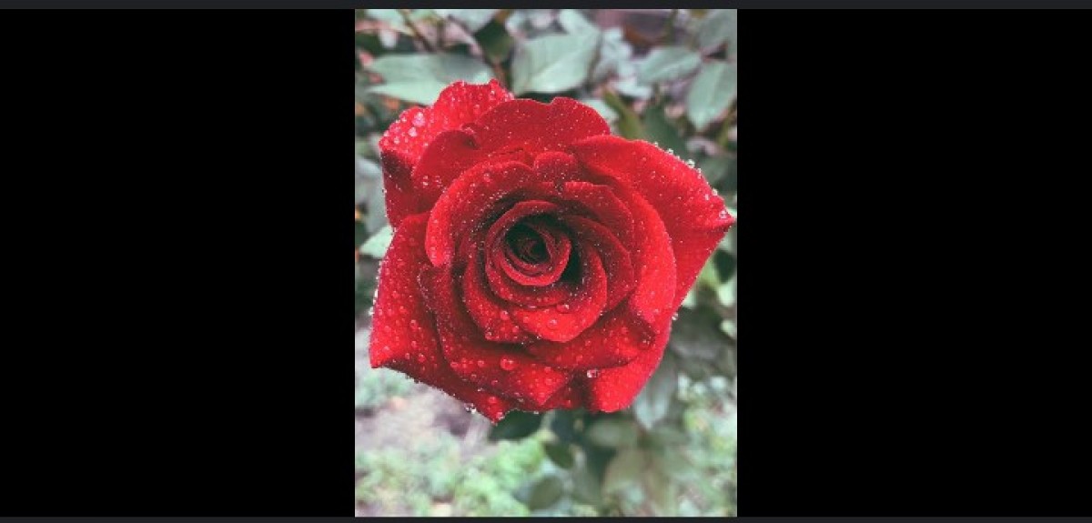 Fresh and beautiful Rose flowers from Pakistan