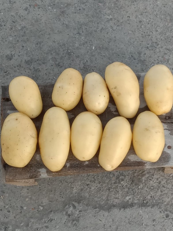 Potato International Quality from Pakistan