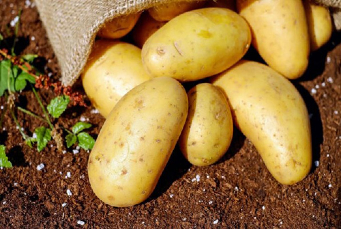 Pakistan Potatoes from Pakistan