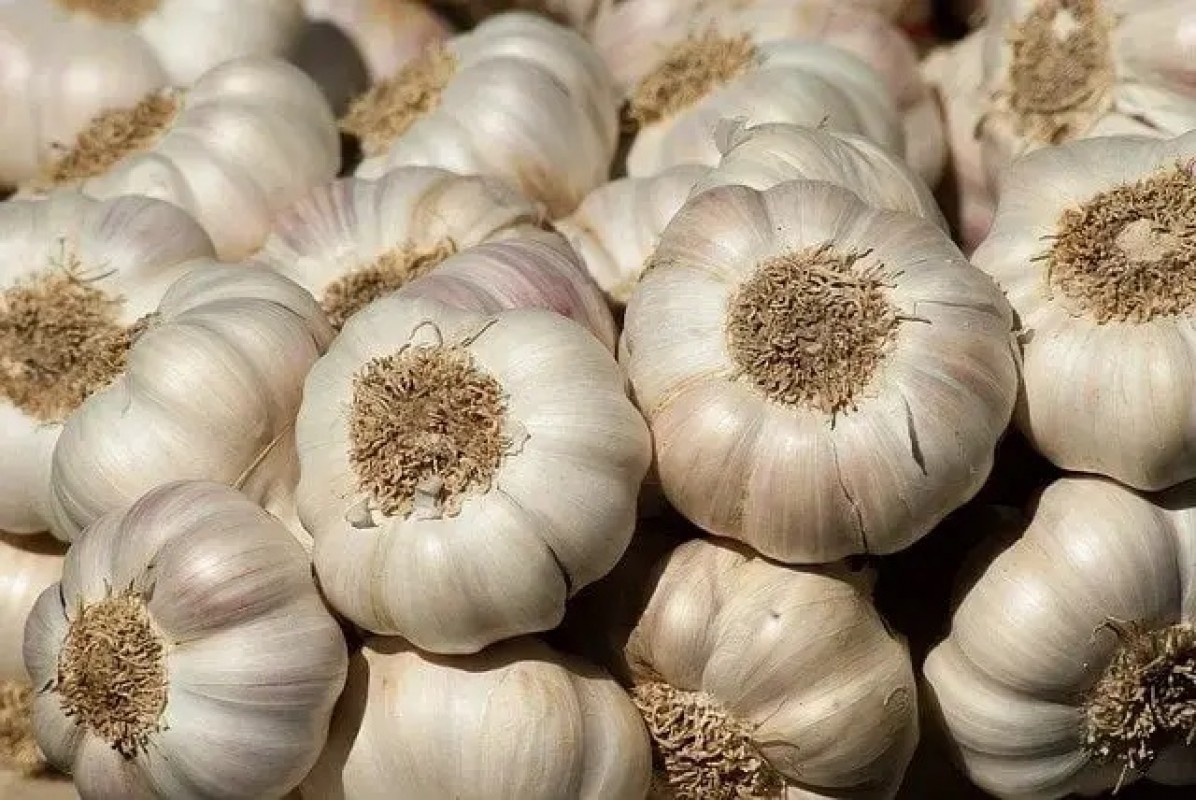 Knoblauch G 1 from Pakistan