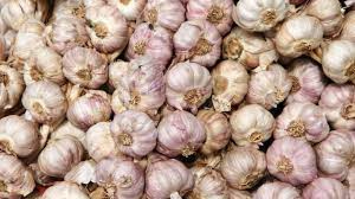 Desi Garlic from Pakistan
