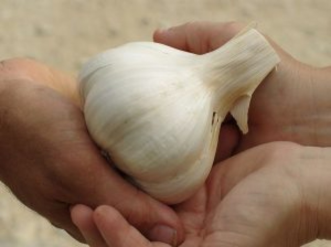 NARC G1 garlic from Pakistan