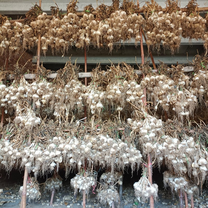 Garlic G1 (NARC G1) from Pakistan