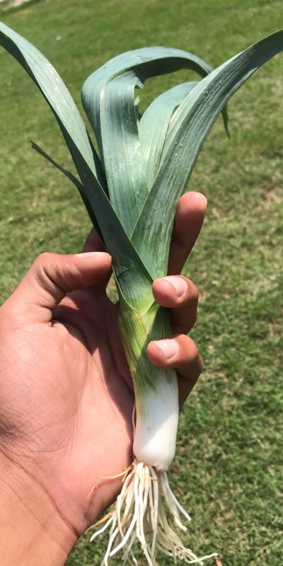 Leek vegetables from Pakistan