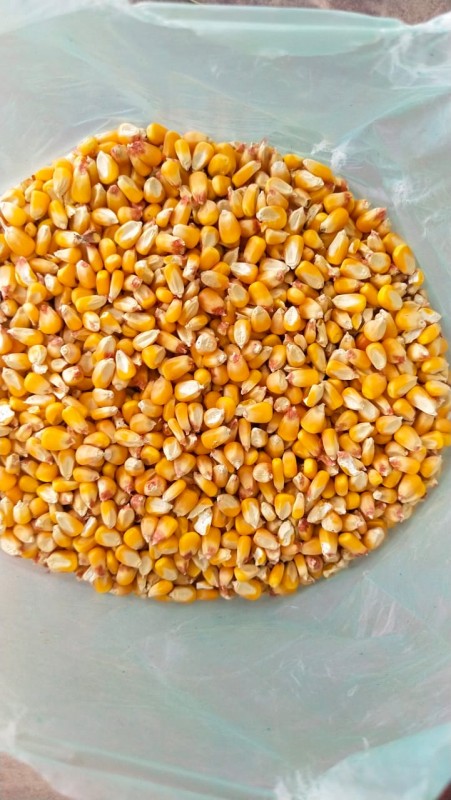 Corn from Pakistan