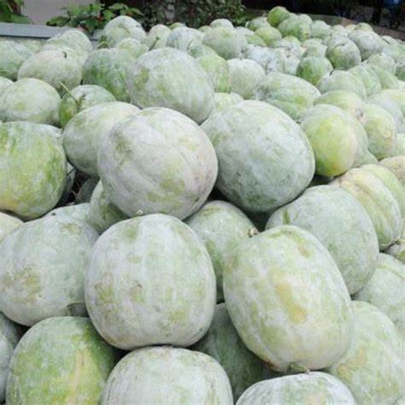 Ash Gourd or Winter Melon from Pakistan