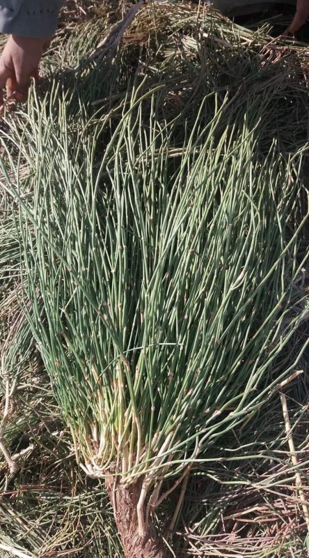 Ephedra plants from Pakistan