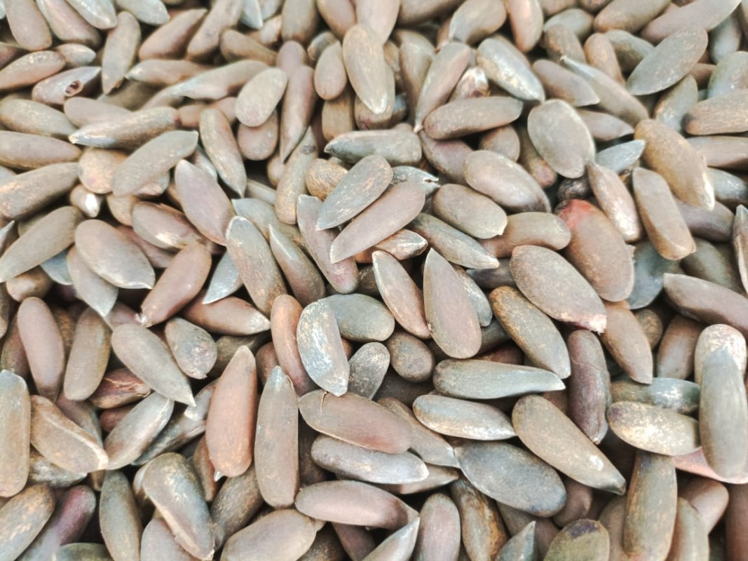 Pinienkerne from Pakistan