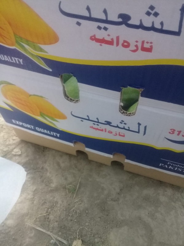 Sindhri mango from Pakistan