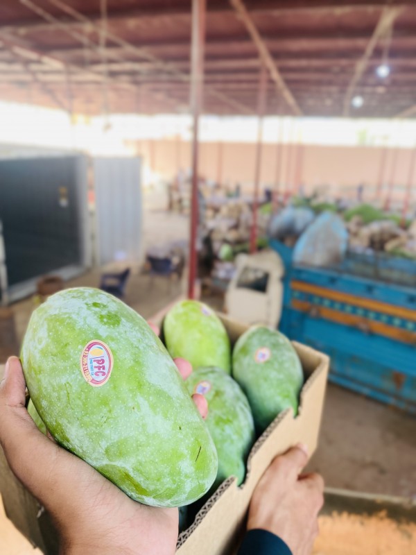 Sindhri Mango from Pakistan