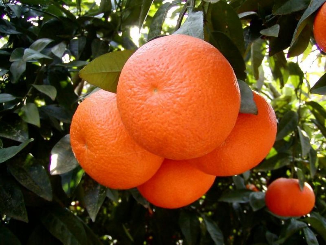 Citrus kinnow / mandarino from Pakistan