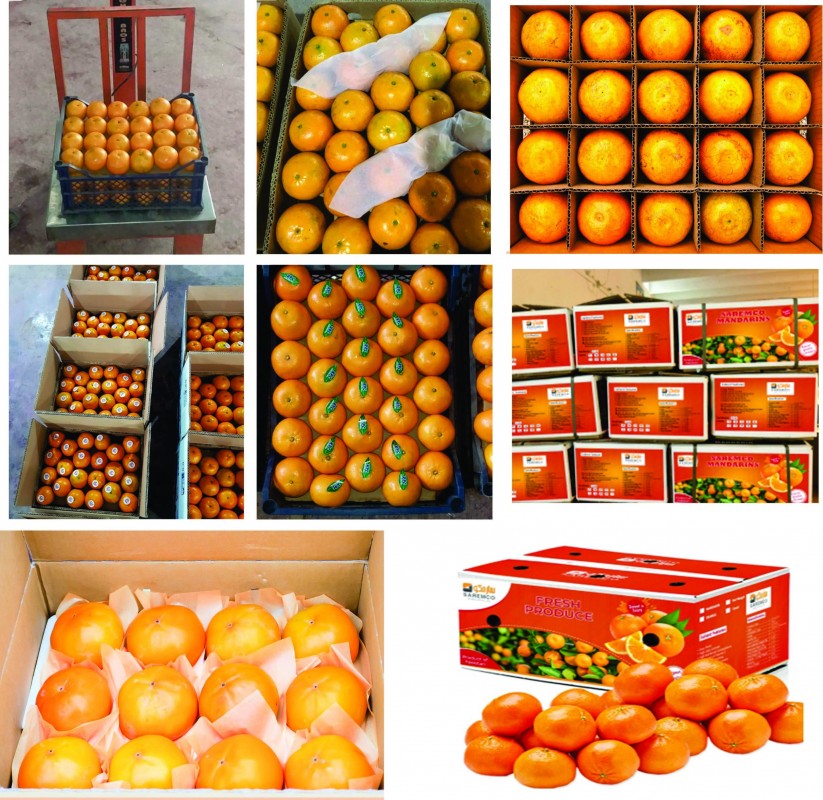 Laranjas do Paquistão from Paquistão