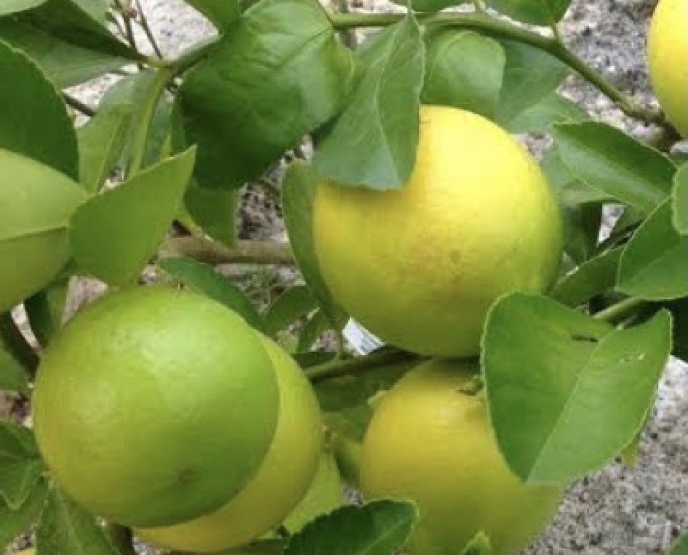 Lemon from Pakistan