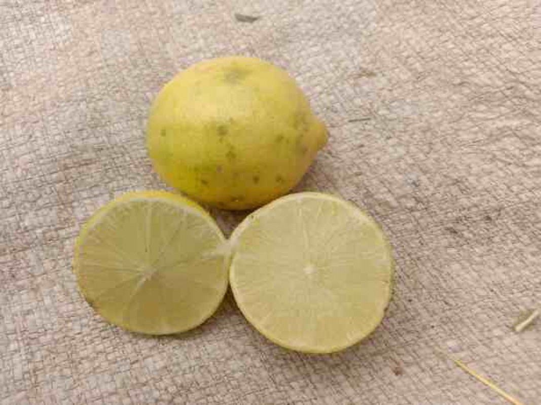 Seed less Maxican Lemon from Pakistan