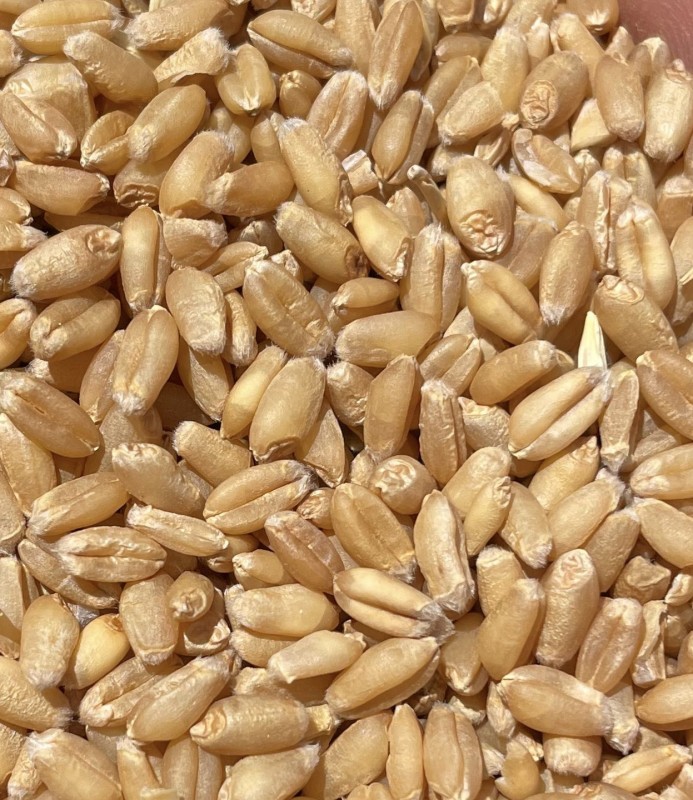 Wheat from Pakistan