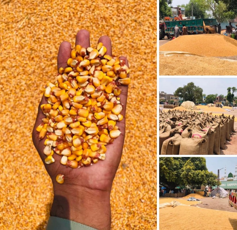 Yellow Maize 🌽 from Pakistan