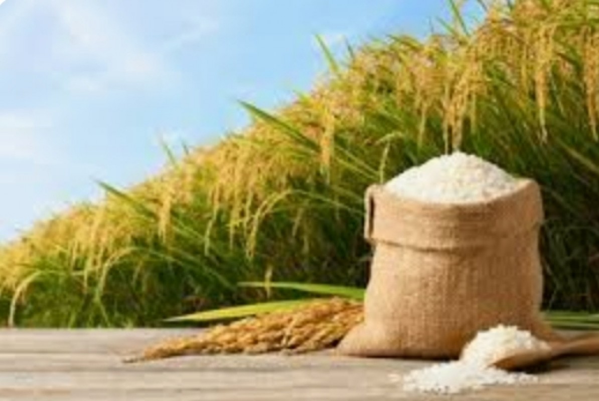 Super Rice from Pakistan