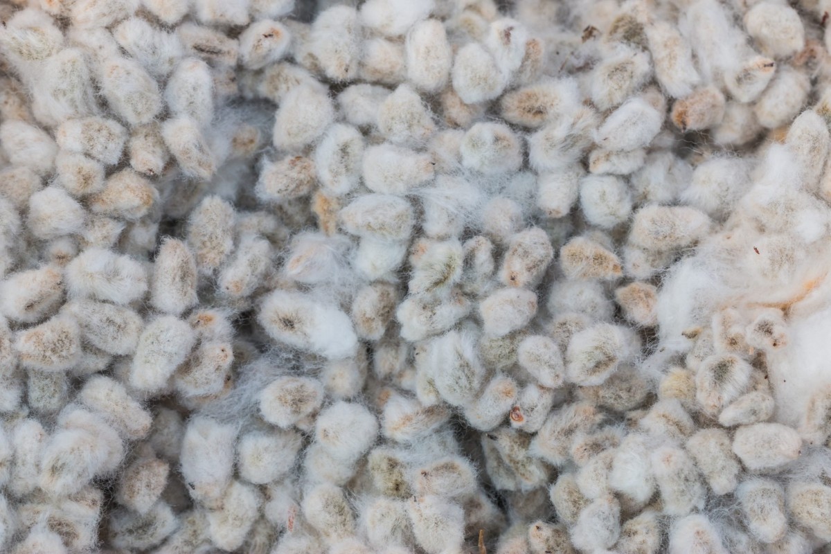 COTTON SEED from Pakistan