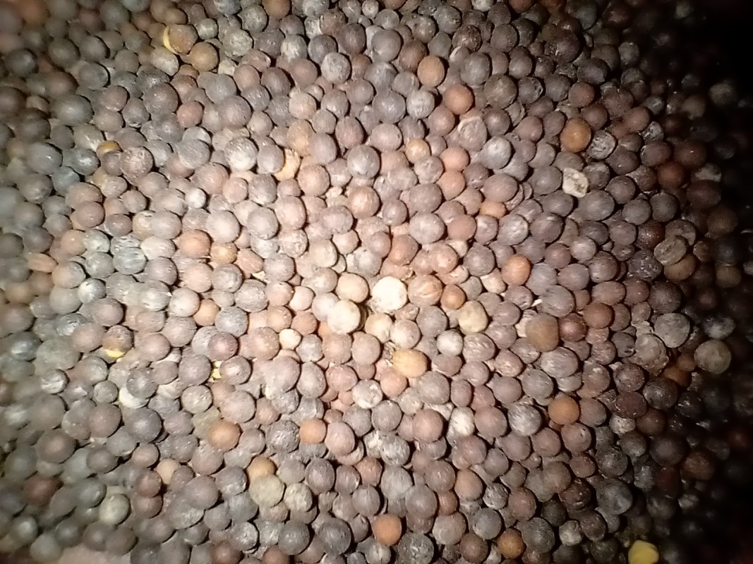 Mustard Seed from Pakistan