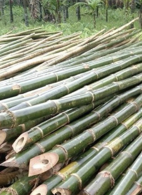 Bambu from Paquistão