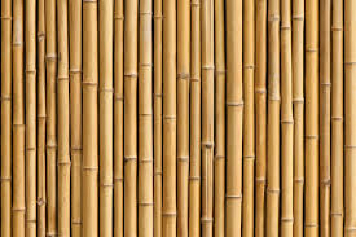 Bamboo from Pakistan