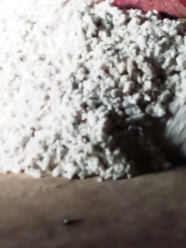 Cotton from Pakistan